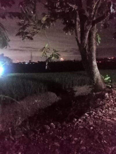 This media file captures a nighttime scene in a rural or semi-rural landscape, consistent with the specified location of Kecamatan Pangalengan, Indonesia. The overall impression is one of low light and tranquility, punctuated by distant artificial illumination.
A large, robust tree stands prominently on the right side of the foreground, its dark, textured trunk and branches with visible leaves anchoring the composition. The ground around the tree consists of rocky and earthy terrain, extending towards the lower right. On the left side, additional dark foliage suggests more trees or dense vegetation.
Stretching across the mid-ground is a vast field, likely a rice paddy, appearing dark green due to the nocturnal conditions. A powerful, bright blue-white light source emanates from the far left of the mid-ground, casting a distinct glow on a small section of the field.
The distant horizon reveals numerous small, scattered lights, indicating a distant town or urban settlement. Above these distant lights, towards the left of the frame, the silhouette of a tall utility tower is clearly visible. A notable event in the distance is a distinct, fiery burst of yellowish-orange light, possibly fireworks or a localized fire, located just above the horizon on the right side. The sky is overcast, with diffuse light visible near the horizon, suggesting cloud cover rather than clear skies. No text is visible within the image.
