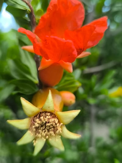 The image shows a close-up view of a pomegranate flower and developing fruit. The flower is a vibrant orange-red with delicate petals. Below the flower, a small, unripe pomegranate is visible, transitioning in color from orange to yellow as it develops. The lowest part of the image features a distinct calyx of a developing fruit, with its pointed sepals and central cluster of dried stamens. The background consists of soft-focus green foliage, suggesting an outdoor setting in a garden or natural environment. The image is sharp in the foreground, with the background artfully blurred to emphasize the subject. This scene is located in Hradenytsi, Ukraine.