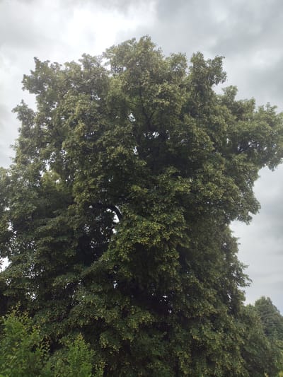 A large, mature tree with a dense canopy of green leaves and small, pale yellow flowers dominates the frame. The tree's branches are thick and sprawling, creating a voluminous shape. The sky above is overcast with gray clouds. In the foreground and to the left, the tops of smaller green bushes are visible. In the background, to the right, the tops of a few other trees can be seen, with power lines running diagonally behind them. The overall impression is that of a cloudy day in a rural or park-like setting. The image is taken from a low angle, looking up towards the tree and sky. The location is Валкалацкі сельскі Савет, Belarus.