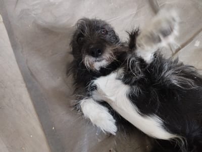 A black and white shaggy dog is lying on its back on a beige, textured surface. The dog's head is tilted and facing the camera, with its brown eyes looking directly ahead. Its snout is black, with some white fur around its mouth. The dog's fur is long and messy, with patches of black and white. Its paws are raised in the air, and the hindquarters of the dog are visible, also with black and white fur. The surface the dog is lying on appears to be a tarp or some other protective covering, as there are wrinkles and folds visible. The environment is likely indoors or a sheltered outdoor space. There are no visible people or other animals in the image. The location is stated as Чонкаўскі сельскі Савет, Belarus.