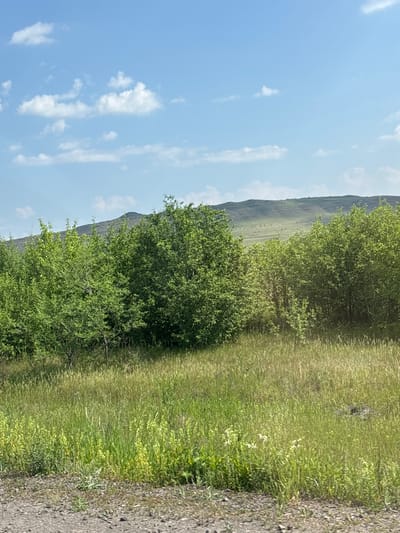This is a landscape photograph taken from ground level, looking across a grassy field towards a gently sloping, tree-covered hill under a bright blue sky with scattered white clouds. In the foreground, a gravelly path is visible. The middle ground is dominated by lush green trees and tall grasses. The overall impression is of a natural, uncultivated rural environment. No people or specific structures are visible.
