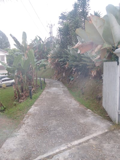The image depicts a concrete pathway curving through a residential area in Megamendung, Indonesia. The pathway is lined with lush vegetation, including banana trees and large-leafed plants. On the left side of the pathway, a white house with a grid-patterned window is partially visible, as is a silver car parked on a patch of grass. Several dark, modern-style outdoor lamps are spaced along the right edge of the pathway. Beyond the pathway, the terrain slopes upwards, covered in grass and dirt, with more dense foliage and trees. A pale-colored, ribbed gate is visible on the far right of the image, indicating the boundary of a property. The sky is overcast, suggesting a potentially humid or rainy climate. The scene appears to be a quiet, residential street, possibly in a hilly area, characterized by its tropical flora and paved walkway.