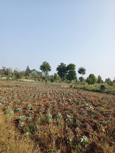 The image depicts an agricultural field with a clear blue sky overhead, possibly in the city of Bellanneoya, Sri Lanka. In the foreground, a field of young plants, likely vegetables, is sparsely planted in dry, brown soil. Some of these plants appear wilted or dry, with a few green leaves visible. The surrounding ground is covered with dried grass and straw. In the mid-ground, a row of trees stands, with varying heights and foliage. Further in the background, a gentle slope is covered with more trees and vegetation, suggesting a hilly or mountainous terrain. A small structure, possibly a shed or shelter, is visible among the trees on the left side of the image. The overall scene conveys a rural agricultural setting under a bright, clear sky.