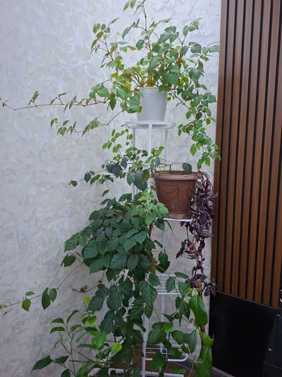 A tall, multi-tiered white plant stand displays three potted plants against a textured, light-colored wall. On the top shelf, a white pot holds a vine with light green leaves and tendrils extending outwards. The middle shelf contains a brown pot with a plant featuring dark green leaves and some purple, trailing vines. The bottom of the stand supports a plant with dense, dark green foliage. To the right of the plants is a wall with vertical wooden slats. The scene is indoors, suggesting a residential or commercial setting.