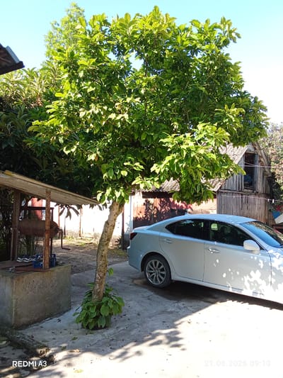 The image depicts a sunlit outdoor scene in Pshap, Abkhazia. A light-colored sedan is parked on a concrete surface next to a small, weathered wooden shed or outbuilding. To the left of the car and shed is a small tree with lush green foliage. In the foreground, a concrete structure, possibly part of a well or water feature, is visible with a metal mechanism covered by a wooden roof. Shadows of leaves are cast on the ground and the car, indicating a bright, clear day. The overall impression is of a rural or semi-rural residential setting. There are no people visible in the image.
