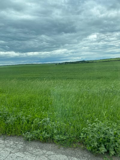 The image depicts a vast, green agricultural field under a cloudy sky. The foreground features a cracked asphalt surface, possibly a road or path, bordering a dense patch of green vegetation. The field itself is predominantly covered in a lush, bright green crop, likely wheat or similar grain, which appears to be swaying slightly in the wind. In the distance, a faint line of trees and some structures can be observed along the horizon, suggesting the presence of a settlement or the edge of the cultivated land. The sky is filled with heavy, gray clouds, creating an overcast atmosphere. The scene is static, with no people or animals visible. The location is identified as Nadezhdino, Russia.