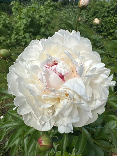 A close-up, eye-level shot features a large, fully bloomed white peony in the foreground. The peony's petals are layered and ruffled, with subtle pink or red tinges along the edges of some inner petals. Several green peony buds are visible, one in the lower left and two in the upper right background, with hints of pink on their tips. Lush green foliage and other plants form the background, suggesting an outdoor garden setting. The scene is illuminated by natural daylight. The overall impression is of a serene and flourishing garden, likely in a residential area or park. The image appears to have been taken in Mikhailovsky, Russia, given the specific location context provided.
