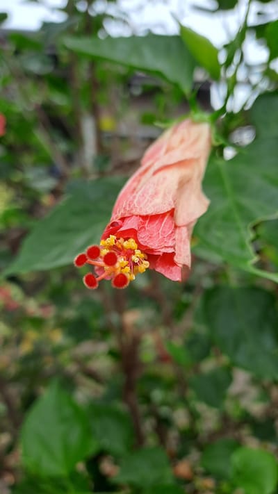 A close-up, vertical, eye-level shot features a partially opened hibiscus flower in the foreground. The flower, with its light pink outer petals and red inner petals, hangs downwards. At the center of the flower, bright yellow stamens are visible, tipped with tiny red, fuzzy structures. The background is a blur of green leaves and some hints of other flowers, suggesting an outdoor garden setting in Lhokawe Teungoh, Indonesia. The lighting is natural, and the focus is sharp on the intricate details of the hibiscus flower.