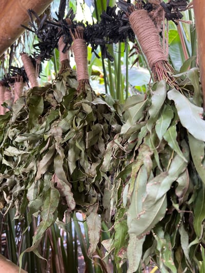The image shows several bundles of what appear to be dried bay leaves hanging in a partially covered area. The bundles are tightly bound with natural twine around the stems. Some bundles are also adorned with black, shredded material. The leaves themselves are mostly green, but with some brown spotting and discoloration. The background is a mix of blurry greenery and glimpses of a structure, possibly a bamboo or wooden frame. Based on the prompt, the location is Singakerta, Indonesia.
