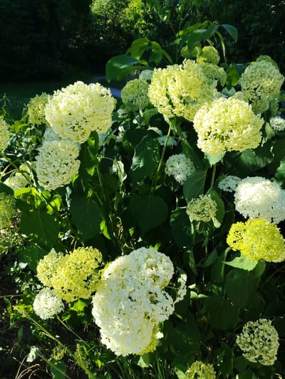 The image displays a close-up view of a lush hydrangea bush with numerous large, spherical flower clusters. The hydrangeas are primarily white and pale yellow, with some appearing to be in transition from green to white. The leaves of the bush are a deep green and are dappled with sunlight, indicating a bright, sunny day. The background is softly blurred, showing the dark green foliage of trees and some sunlight filtering through, suggesting an outdoor garden setting. There are no people, objects, or visible text in the image. The focus is entirely on the natural beauty of the flowering plant, with the lighting creating a sense of warmth and vibrancy.