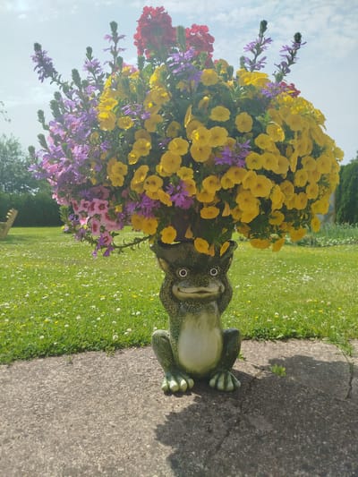 A frog planter filled with yellow, purple, and red flowers sits on a concrete path in a grassy yard. The frog planter is green with a textured body and large eyes. The flowers are a mix of petunias and other flowering plants. The yard is covered in green grass with scattered white and yellow wildflowers. In the background, trees and a wooden bench are visible. The sky is light blue with some clouds. The scene appears to be in Cēsis, Latvia, suggesting an outdoor garden or public space.