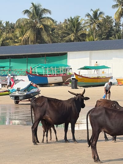 The image displays a sunny beach scene in Kolamb, India. In the foreground, a dark brown cow with prominent horns stands on the wet sand, nursing a calf positioned beneath its belly. Partially visible to the right are two additional dark brown cows. In the mid-ground, a man wearing a light shirt and dark cap is bent over, holding a blue item near a black waste bin on the dry sand. To the left, a white personal watercraft rests on a two-wheeled trailer, partially in the shallow water, with yellow and green kayaks nearby. Two wooden tour boats, each featuring a green canopy frame, are beached on the sand. The boat to the left is multi-colored (blue, red, white, brown), while the boat to the right is yellow with the name "LAXMI" on its bow. A man with a bare torso stands within the yellow boat. The background reveals a white building with horizontal siding and a dark blue corrugated roof, partially obscured by a turquoise mesh screen structure. A dense line of green palm trees and tropical foliage forms the horizon behind the structures.