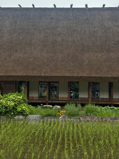 This image depicts a traditional gassho-zukuri farmhouse in Shirakawa, Japan, viewed from a slightly elevated position across a rice paddy. The upper two-thirds of the frame are dominated by a massive, steeply pitched, brown thatched roof, characteristic of the region. The roof texture is coarse, with visible strands of thatch and several bundles projecting along the ridge line against an overcast, light gray sky.

Below the overhanging thatch, the house features a dark wooden structure with multiple floor-to-ceiling sliding glass panels, interspersed with vertical wooden beams. These panels reflect the exterior environment, revealing distorted images of at least three individuals, likely visitors, walking or standing in front of the house. One person, visible in the second glass panel from the left, appears to be holding an umbrella or wearing a large hat, dressed in light-colored clothing. Similar figures are reflected in adjacent panels. A raised wooden veranda runs along the base of these panels.

The immediate foreground in front of the house comprises a strip of varied green foliage, including dense bushes on the left, various grasses, and a few small flowering plants, notably orange blossoms on the right and a light purple flower to the left. Several dark, irregularly shaped rocks delineate this cultivated greenery from the expansive rice paddy below. The rice paddy occupies the bottom third of the image, showcasing young, bright green rice shoots planted in discernible rows, partially submerged in reflective water under a uniform, light sky.