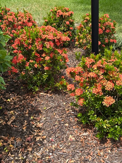 This is a high-angle, close-up, outdoor, eye-level shot of a garden bed with ixora bushes. The ixora bushes are in bloom, with clusters of small, star-shaped, coral-colored flowers. The bushes have dark green, glossy leaves. The garden bed is mulched with dark brown wood chips. To the left of the ixora bushes, there is a patch of bright green grass. A horizontal black pole runs across the top portion of the image, partially obscuring the bushes. The sun is shining, casting shadows from the ixora bushes onto the mulch. The time of day appears to be late morning or early afternoon due to the bright sunlight and distinct shadows. The setting is a garden in Bradenton, United States. No people or text are visible in the image.