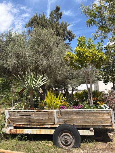 A close-up, horizontal shot captures a rusted trailer loaded with plants and flowers in Eshkol Regional Council, Israel. The trailer's weathered wooden sides and rusty metal frame are prominently featured, with a tire visible on the right. Various plants and flowers, including yellow and purple blooms, grow within the trailer. Beyond the trailer, a diverse array of trees and greenery is visible. The sky, with light clouds, is visible in the upper left corner.