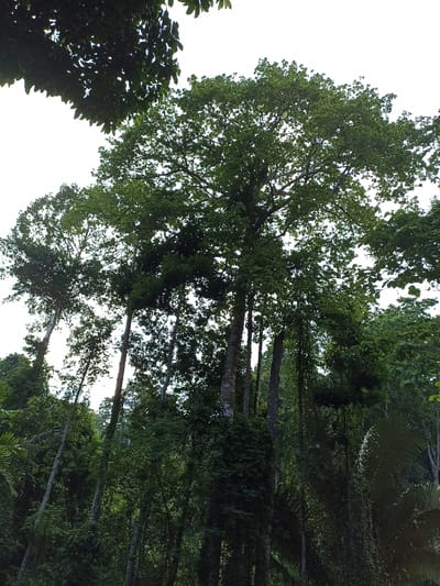 This upward-looking shot captures a dense tropical forest, showcasing a vibrant array of tall trees with lush green foliage under a bright, diffused sky. The perspective emphasizes the towering height of the trees, with their robust trunks reaching upwards towards broad, interlocking canopies that dominate the upper frame.

A very large, mature tree with a full, rounded canopy is centrally prominent, its branches spreading wide. Below and around this main tree, numerous other tall, slender tree trunks extend vertically, some heavily cloaked in vines and smaller epiphytic plants, contributing to the forest's dense, layered appearance. The bright white sky is visible in patches through the canopy gaps, suggesting clear weather and a daytime scene, likely late morning or early afternoon given the soft, diffused light filtering through the leaves.

The lower sections of the image reveal thick undergrowth, with various shades of green indicating different species and layers of vegetation. A broad palm frond is visible towards the bottom right, further hinting at a tropical environment. The overall impression is one of a thriving, natural ecosystem, evoking feelings of tranquility and the grandeur of nature. There are no people or man-made objects visible, nor is there any visible text. The scene is characteristic of the tropical forests found in Khok Kloi, Thailand.