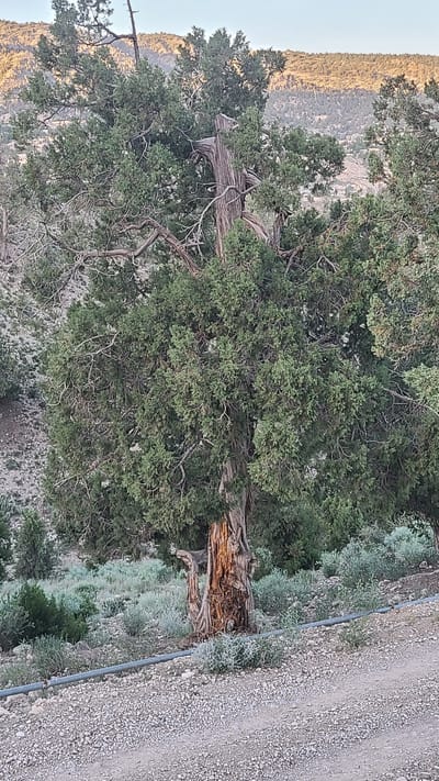 The image shows a large, old juniper tree in Ziarat, Pakistan. The tree has a thick, gnarled trunk with significant deadwood and exposed bark. The foliage is dense and green. In the background, there is a mountain range. To the side, there is a gravel road and some vegetation.