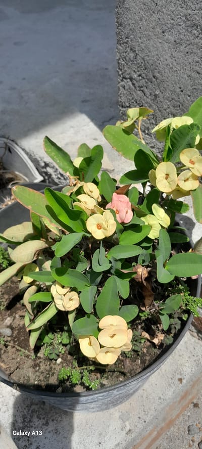 A close-up shot focuses on a potted plant with lush green leaves and small, light-colored flowers. One flower cluster on the right exhibits multiple pale yellow blooms, each with a distinct reddish-brown center. To the left and below, another cluster of similar pale yellow flowers is visible. In the upper center, a single delicate pink flower stands out amidst the foliage. The plant is housed in a dark gray pot, which sits on a concrete surface. In the background, a textured gray wall is partially visible, with shadows cast by sunlight creating a stark contrast. The lower left corner of the image displays the text "Galaxy A13." The overall scene suggests an outdoor setting, possibly a courtyard or balcony, in a location that has a bright, sunny climate. While the specific location in Bireuenmeunasahreuleut, Indonesia, cannot be definitively determined from the image alone, the presence of such a plant and the ambient light conditions are consistent with tropical or subtropical environments.