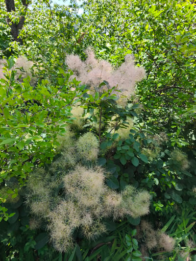 This is a close-up, eye-level outdoor photograph of a large, bushy plant with abundant, wispy, pale pink to light yellow, feathery flower clusters. The plant is surrounded by lush, dark green foliage, some of which appears to be from other plants or trees, creating a dense, naturalistic setting. The lighting suggests it is daytime, likely sunny, as there are bright highlights on the leaves and the feathery flower plumes. The scene appears to be in a garden or a natural area. There are no people or animals visible. The location is identified as Stroiesti, Moldova.