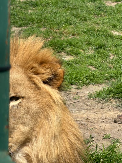The image shows a close-up of a lion's head, specifically the mane and one visible eye. The lion is lying down, with its head near a green fence. Behind the lion's head, there is a patch of green grass and bare dirt. It seems like the image was taken at a zoo in Tvrđavica, Croatia.