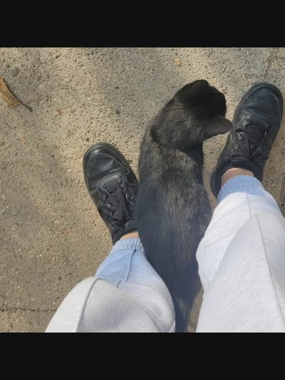In Bielawska Wieś, Poland, a black cat sits on a concrete surface between two people's legs. The people are wearing black sneakers and light-colored sweatpants. One person's left foot is visible, and the other person's right leg and foot are partially obscured by the cat. A single fallen leaf rests on the concrete to the left of the cat. The scene is illuminated by natural light, casting shadows on the ground.