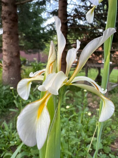 This is a close-up, outdoor photograph of a white iris flower with yellow accents. The flower is in focus and occupies the majority of the frame. Its delicate petals are white with streaks of yellow near the center. The flower has multiple blooms and buds visible. In the background, a thick tree trunk is on the left, with blurred green foliage and what appears to be a wooden structure in the distance, suggesting a garden or natural setting. The lighting is soft and diffused, typical of an overcast day or shade. The image is taken in the city of Angarskie Khutora, Russia. There are no people or animals present in the image.