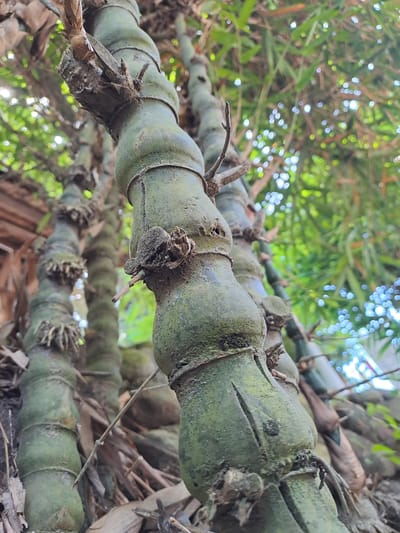 A close-up, low-angle shot showcases the textured, segmented stalks of bamboo trees in Geulanggang Baro, Indonesia. The foreground is dominated by a thick, green bamboo stalk, its surface covered in moss and rough patches. Several nodes are visible, creating a bulbous appearance. Small, dried roots and remnants of dried leaves cling to the stalk. Behind it, other bamboo stalks are visible, also showing their segmented structure and green coloration. The background consists of blurred green foliage, with small, bright bokeh lights suggesting sunlight filtering through the leaves. Dried leaves and debris are scattered on the ground around the base of the bamboo. No people are present in the image, and the scene appears to be a natural outdoor environment.