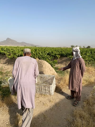 In Senjaray, Afghanistan, two men are depicted in a vineyard under a clear, hazy sky. The man on the left, facing away from the camera, wears a light purple tunic and pants, topped with a patterned cap. The man on the right, facing left, is dressed in a brown tunic and pants, with a light-colored turban wrapped around his head. He holds a small yellow object, possibly fruit, and a knife in his right hand, and appears to be engaged in harvesting. In the foreground, two white plastic crates are visible on the dry, sandy ground, one of which contains harvested produce. A mound of dry earth is situated between the two men, and the background is dominated by rows of lush green grapevines stretching towards a distant mountain range. The scene suggests a rural agricultural setting engaged in the harvest season.