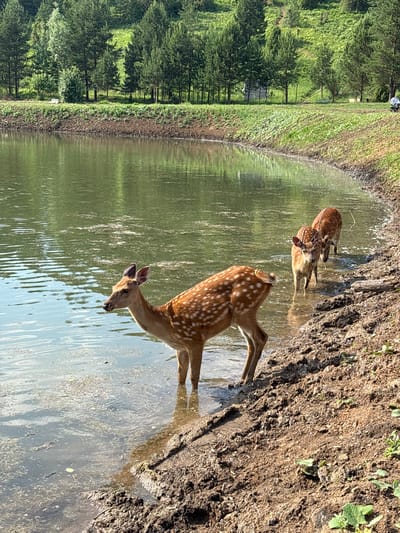 In Гольяны, Russia, a serene natural setting unfolds by a body of water. Three spotted deer are present; one in the foreground is drinking from the water, its body mostly submerged. The other two deer are further back, also standing in the water. The environment features a muddy bank transitioning into a lush green hillside dotted with numerous pine trees and some scattered deciduous trees. The water is calm with some algae or debris floating on the surface. The sky is clear and bright, indicating a sunny day. A small white object, possibly a piece of debris or a small structure, is visible on the grassy bank in the distance.