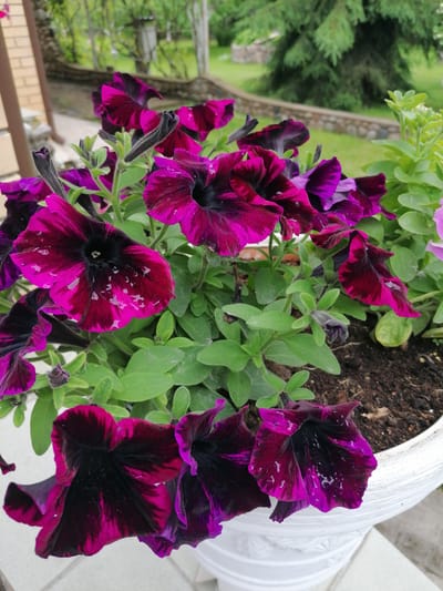 A close-up shot shows a white ceramic pot overflowing with vibrant purple and black petunias. The flowers are the primary subject, with their velvety petals glistening with water droplets, indicating recent rain or watering. The background is blurred, revealing hints of a green lawn, a stone wall, and a large coniferous tree, suggesting an outdoor setting, possibly a garden. The image is focused on the rich colors and textures of the flowers, creating a natural and refreshing scene. The location in Stropi, Latvia, is not evident from the visual details of the image itself.