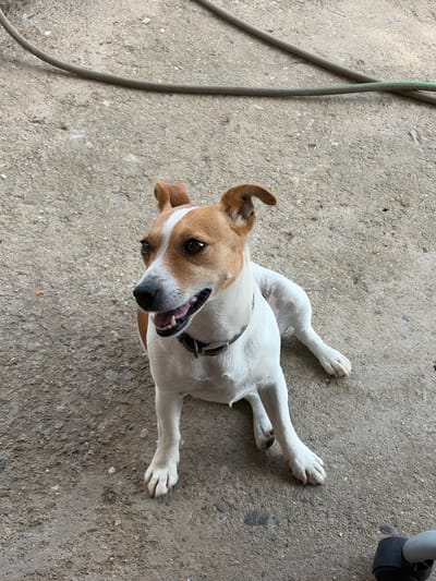 A medium shot shows a Jack Russell Terrier dog sitting on a concrete ground. The dog has white fur with tan markings on its head and ears. It is looking to the left of the frame with its mouth slightly open and tongue visible. The dog is wearing a dark collar. In the background, a grey hose lies on the concrete. The scene appears to be outdoors, possibly in a yard or alleyway. The location is Gabar, Bulgaria.