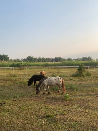 This image depicts an outdoor pasture scene in Botok, Indonesia, during daylight hours. The sky occupies the upper two-fifths of the frame, exhibiting a clear, light blue hue transitioning to a pale yellow-orange near the horizon, consistent with dawn or dusk. A minute, dark, unidentified object is visible in the upper right quadrant of the sky.
The middle ground features a multi-strand white wire fence supported by white posts, extending horizontally across the frame. Behind this fence, a dense, tall barrier of light green foliage, possibly reeds or sugarcane, stretches across the width of the image. Darker green trees are visible above and behind this foliage. To the right of the center, behind the fence, a small, dark green bush or sapling is present. Further in the background, behind the fence and foliage, indistinct shapes of other animals, possibly ponies, are discernible in a grassy area.
The foreground consists of a relatively sparse grassy field with patches of greener vegetation and areas of exposed light brown soil. Scattered debris, including thin light-colored sticks, is visible on the ground.
Three ponies are the primary subjects. In the right-center foreground, a pony with a white and black spotted coat (Appaloosa pattern) is seen with its head lowered, grazing. It has a reddish-brown mane and tail. Behind this pony, slightly to the left, a solid black pony is also grazing with its head down. Further back and to the right of the black pony, a light brown or reddish-brown pony is partially visible, primarily its hindquarters, standing in the field. All visible ponies are engaged in grazing.