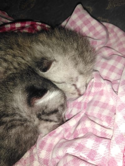 Two juvenile felines, identified as kittens, are depicted sleeping closely intertwined. The kitten positioned to the upper right features a predominantly light grey coat with subtle darker markings. The kitten to the lower left exhibits a darker grey coat with distinct black tabby stripes. Both animals have closed eyes. They are resting on and partially covered by a crumpled pink and white gingham-patterned fabric, likely a blanket or towel. A dark, indistinct fabric is visible in the background on the upper left. The scene is located indoors in Yellowknife, Canada. No human subjects are present.