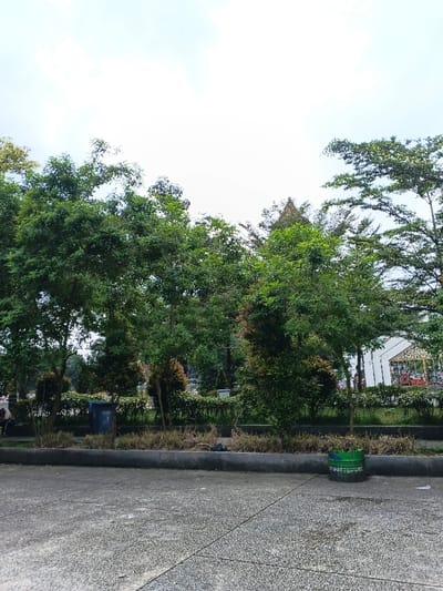 The image captures an outdoor scene, likely a park, campus area, or public space, characterized by abundant greenery under a bright, overcast sky.
The upper half to one-third of the frame is dominated by a light, cloudy sky, indicating either an overcast day or a very bright, possibly early morning or late afternoon, sun obscured by clouds. The light is diffused, suggesting no harsh shadows.
Below the sky, a dense canopy of trees fills the middle and upper portions of the image. Most trees have lush, dark green foliage, with varying leaf sizes and densities. Some trees show lighter green new growth or different species. Towards the right side, a tall tree with more sparse, feathery-looking leaves is visible. In the background, subtly peeking through the trees, there appears to be a structure with a distinctive, pointed or tiered roof, possibly a traditional building or gazebo, which has a golden or light brown hue. Further to the right, behind the trees, a large white structure, possibly a tent or building, with intricate golden decorative elements along its front facade, is partially visible.
In the mid-ground, below the main tree line, there's a strip of lower vegetation, including some shorter, bushier trees and what looks like dried or sparse grassy shrubs immediately behind a concrete curb. A dark blue or black waste bin is visible among the bushes on the left side of this strip.
The foreground consists of a paved, light grey concrete or asphalt surface. This surface has a textured, mottled appearance with small aggregate stones embedded in it, and visible expansion joints or cracks forming lines across it. There are some wet patches or stains on the ground, suggesting recent rain or dampness. On the far right of the foreground, positioned near the curb, is a bright green metal drum or barrel, possibly repurposed as a planter or another type of waste receptacle. It has some white markings or labels on its side, but no discernible text is legible. The curb separates the paved foreground from the planted area beyond.