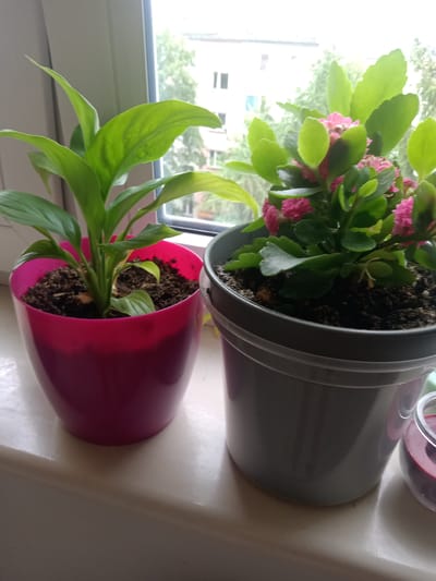 Two potted plants sit on a windowsill in front of a window. The plant on the left is in a bright pink pot and has large, glossy green leaves. The plant on the right is in a dark gray pot and has clusters of small pink flowers and broader, slightly fuzzy green leaves. Both plants are potted in dark soil.
Through the window, a blurred background shows trees and the upper floors of buildings. The light suggests it is daytime, possibly late morning or afternoon, with overcast or diffused sunlight. The scene is set indoors, on a windowsill, with the outdoor environment visible through the glass. There is a partially visible candle in a glass jar to the right of the gray pot, with a reddish-pink interior. No people are visible in the image. The location context is Kielce, Poland.