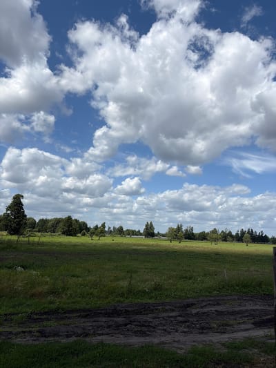 The image depicts a rural landscape with a vast expanse of green grass under a bright blue sky filled with fluffy white clouds. In the foreground, a dirt track runs horizontally across the frame, bordered by grass. The mid-ground features a gently rolling field dotted with scattered trees and a distant treeline that forms a dense forest. The background shows the horizon with more trees and a faint glimpse of buildings. The scene is likely situated in a rural area outside the city of Witnica, Poland, given the context. There are no people or animals visible in the image. The overall impression is one of a peaceful and serene natural environment on a clear day.