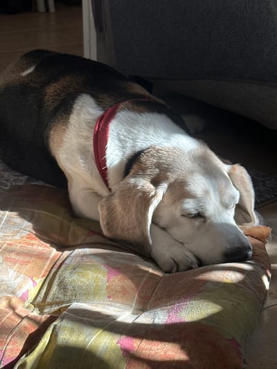 A tri-colored Beagle is resting its head and paws on a patterned cushion. The dog is wearing a red collar. The scene is bathed in sunlight. The setting is unknown, and there is no evidence to suggest that it is located in Atizapán de Zaragoza, Mexico.