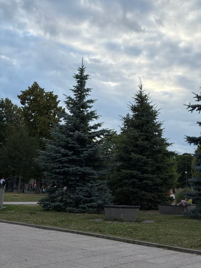The image depicts an outdoor scene with several evergreen trees in the foreground and middle ground, under a cloudy sky. In the background, there is a paved pathway adjacent to a grassy area. Several people are visible, seated on benches or walking in the distance. One person is wearing a yellow headscarf, and another is in a white shirt. The trees are lush and green, suggesting a warm season. The lighting indicates it could be daytime, possibly late afternoon or early evening, given the overcast conditions. The scene appears to be a park or public space, with the benches and paved walkway suggesting a recreational area. The cloudy sky hints at a possibility of rain or just a generally overcast day. No text is visible in the image.