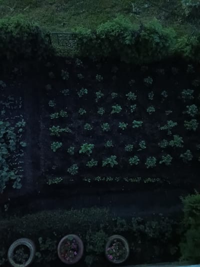 This is a top-down, dimly lit photograph of a garden bed with rows of young plants. The garden is situated on a slope, with denser foliage and grass at the top of the frame, above a low stone wall or edging. The plants in the main garden bed appear to be evenly spaced and are a vibrant green against the dark soil. To the left of the main planting area, there is a patch of larger, broader-leafed plants. In the foreground, there are three containers: two are round pots, one of which contains flowering plants, and the third is a tire repurposed as a planter. The overall scene suggests a residential garden in Miasskoye, Russia, likely photographed during twilight or in low light conditions. There are no people visible in the image.