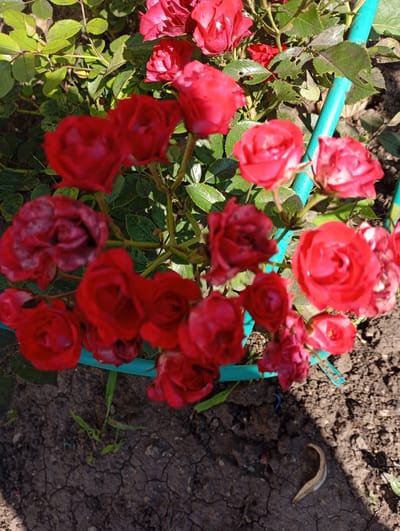 A cluster of vibrant red roses is in full bloom, their petals unfurling under the bright sunlight. The roses are the central focus of the image, with a few buds still closed tightly. The plants are growing in dry, cracked earth, indicating a warm, possibly arid environment. Green foliage surrounds the roses, with some leaves showing signs of damage, possibly from insects or disease. A bright teal-colored garden support, likely a stake or a pipe, runs vertically through the scene, providing structure for the rose bushes. The background is a mix of more greenery and the dark soil. The overall impression is one of nature's resilience and beauty, even in a somewhat challenging environment. The setting appears to be a garden or a yard in a residential area.