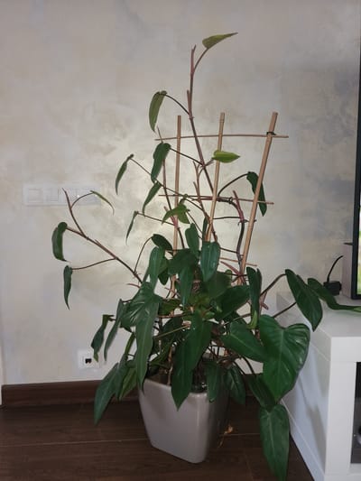 The image shows a tall, leafy green plant with long, thin stems supported by bamboo stakes. The plant is in a square, light gray pot. The background consists of a wall with a textured, mottled cream and gray finish, and a dark brown wooden floor. To the left, there are three white light switches on the wall, and a small white electrical outlet with red and black terminals. To the right, a portion of a white piece of furniture, possibly a cabinet or TV stand, is visible, and a black cable extends from the right edge of the frame. The scene appears to be indoors, in a domestic setting. There are no people or animals present in the image. The location in the city of Yuryev-Polsky, Russia, is not discernible from the visual information provided in the image.