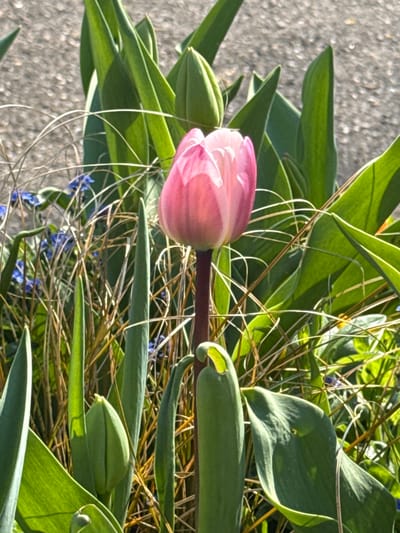 The image presents a close-up view of a floral arrangement situated in Haguenau, France. The central subject is a single, upright, partially opened pink tulip, displaying lighter pink to white streaking on its petals. It stands on a dark burgundy stem, rising from a dense grouping of vibrant green foliage. Surrounding this primary tulip are numerous broad, green tulip leaves in various stages of development, alongside several tightly closed green tulip buds. Fine, light brown, dried plant material, possibly grass or straw, is interwoven among the green plants. In the mid-ground, predominantly on the left side, small clusters of vivid blue flowers are visible. The background is a blurred, light grey, textured surface, consistent with gravel or coarse asphalt. No individuals or animate subjects are present, and no actions or interactions are depicted within the scene.
