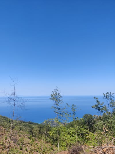 The image depicts a clear, bright day with a vast expanse of blue sky dominating the upper portion. Below the sky, a serene blue sea stretches to the horizon, meeting a hazy distant shoreline. In the foreground, a steep, wooded hillside is visible, characterized by a mix of lush green foliage and areas of dry, cleared earth dotted with fallen branches and young saplings. The vegetation on the hillside is dense in some areas, transitioning to sparser growth closer to the viewer. The scene captures a natural landscape, likely overlooking a coastal region. The Municipal Unit of Melivia, Greece, is a coastal area within the region of Thessaly, known for its mountainous terrain and proximity to the Aegean Sea. This image aligns with the general topography and seascape of such a location. There are no people or animals visible in the image.