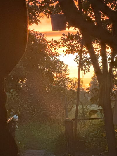 The image depicts a sunset scene with a strong orange and yellow hue, suggesting a warm, late afternoon or early evening in Novyi Tahamlyk, Ukraine. The foreground is dominated by the dark silhouette of tree trunks and branches, with some leaves visible. To the left, a dark, out-of-focus object, possibly a person's leg or a textured surface, occupies a significant portion of the frame. In the mid-ground, there is dense foliage and vegetation, appearing somewhat overgrown. A metal gate or fence structure is partially visible amidst the greenery. A small, light-colored object, possibly a bird feeder or decoration, is situated on the left side, near the ground. The background reveals a hazy horizon with the bright colors of the sunset reflecting off what might be a body of water. The overall impression is of a natural, somewhat wild outdoor setting bathed in the dramatic light of dusk.