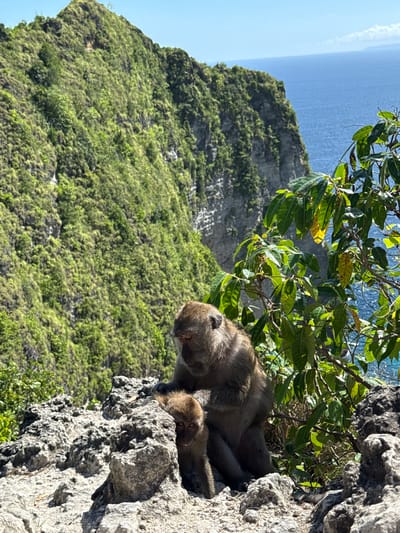 The photograph, taken in Bunga Mekar, Indonesia, shows two monkeys nestled together on a rocky outcrop. The larger monkey appears to be in a resting posture, with its head resting near the smaller monkey. The monkeys are situated among a scattering of leaves and rocky terrain. Behind the monkeys, the landscape drops away to reveal a steep, green, vegetation-covered hillside. In the background, a stretch of blue water extends towards the horizon, beneath a pale sky.