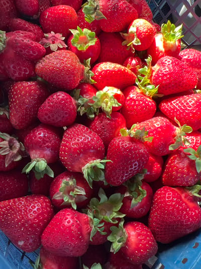 A close-up, overhead shot captures a bountiful harvest of ripe, red strawberries, likely in a container. The image is filled with plump berries, their textured surfaces dotted with tiny seeds. Some strawberries retain their green calyxes, adding a touch of freshness to the vibrant red. The lighting suggests an outdoor setting, with bright highlights reflecting off the smooth skin of the fruit. The background is slightly blurred, focusing attention on the strawberries themselves. It is not possible to determine the location in Asipovichy, Belarus from this image.