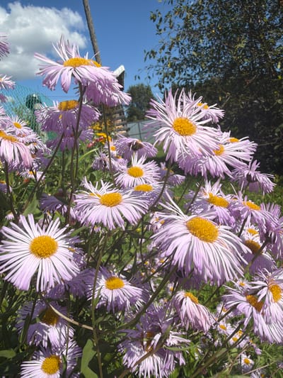 In Jalguba, Russia, a dense cluster of light purple asters with bright yellow centers fills the foreground of the image. The flowers, some appearing wilted and others vibrant, are on thin, dark green stems, with some green foliage visible. In the background, a bright blue sky with fluffy white clouds is visible above a dark green tree. To the left, a light blue mesh fence and a grey wooden post are partially visible.