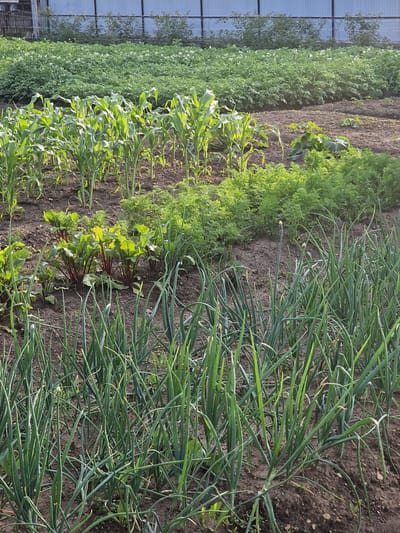 The image depicts a well-maintained vegetable garden in Pogranichny, Russia. The scene is a close-up, vertical shot of several rows of various crops growing in dark soil. In the foreground, to the right, is a dense patch of green onions with long, slender leaves. Adjacent to the onions, towards the center, are rows of beet plants with their distinctive reddish stems and broad, green leaves. Further to the left, there are rows of corn stalks, recognizable by their broad, pointed leaves. In the far left background, rows of what appear to be potato plants with small white flowers are visible, and beyond them, a structure with a ribbed, metallic roof, possibly a greenhouse or shed, is partially visible. The overall impression is one of a thriving garden, suggesting a period of good weather and a productive growing season. The lighting suggests it is daytime, likely morning or afternoon, with sunlight casting gentle shadows and highlighting the vibrant green of the plants. There are no people or animals visible in the frame, and no text is present. The setting is rural, focused entirely on the agricultural endeavor.