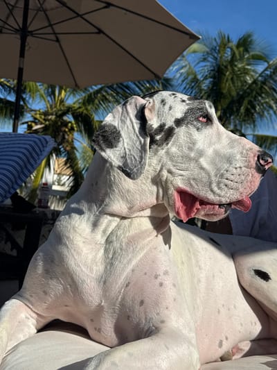 A white Great Dane with black spots is lying on its back, its head tilted upwards with an open mouth and pink tongue visible. An outdoor umbrella and palm trees create a tropical background with a clear blue sky. The dog's fur is short and sleek, reflecting the sunlight. The dog's pose and expression suggest relaxation or contentment.