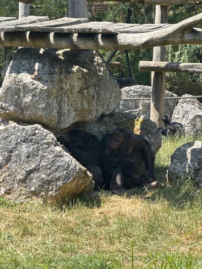 The image depicts two chimpanzees resting in the shade of large rocks within an outdoor enclosure. One chimpanzee is seated, looking towards the viewer with an open mouth, while the other is partially obscured behind it, also appearing to be at rest. The enclosure features natural elements such as rocks and dry grass, with a wooden structure overhead. In the background, a bird can be seen standing in the grass. The scene is likely part of the Beauval ZooParc in Saint-Aignan, France, known for its diverse animal population. The lighting suggests a sunny day.